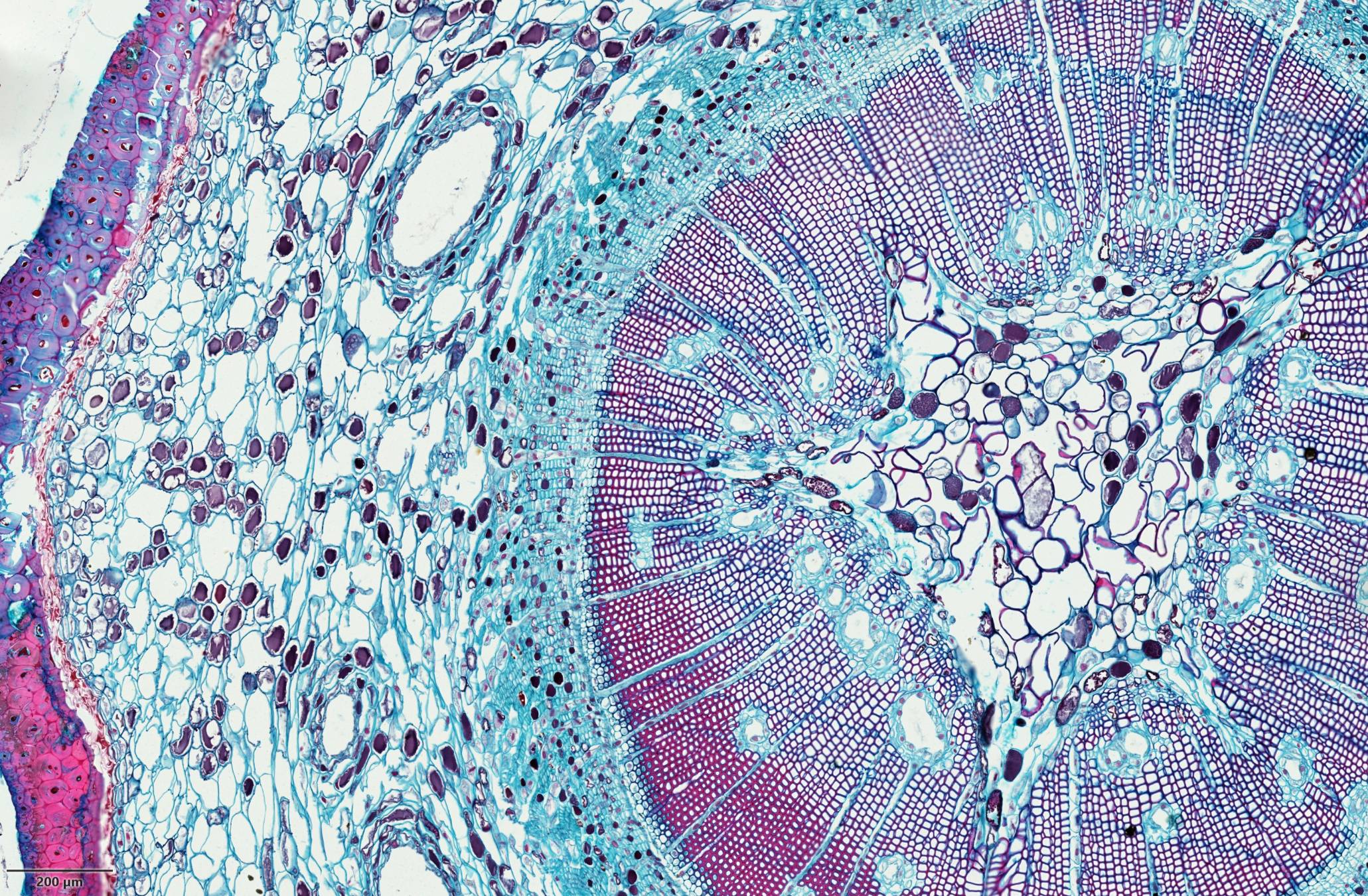 No.01 Pine Stem C.S._6,91x